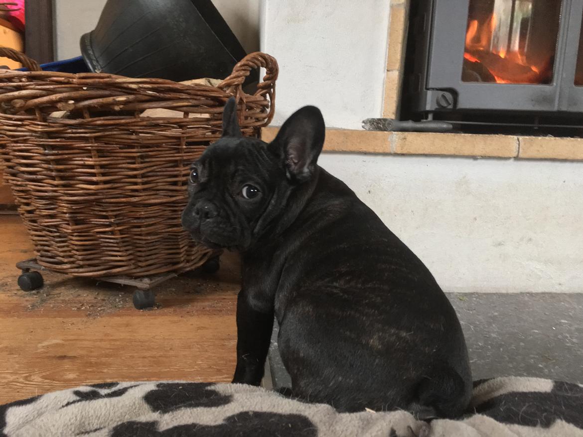 Fransk bulldog *Ingolf* billede 17