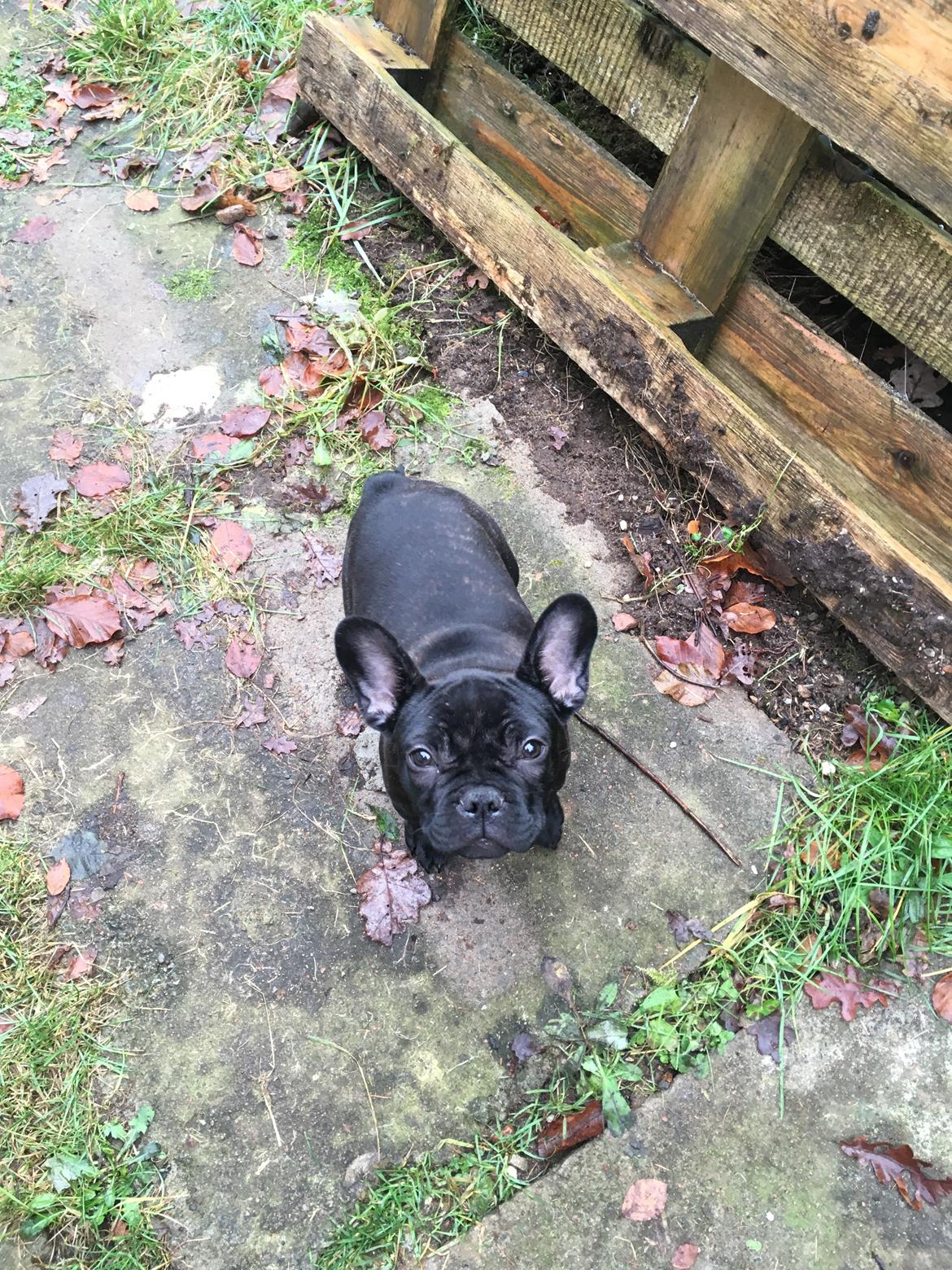 Fransk bulldog *Ingolf* billede 14