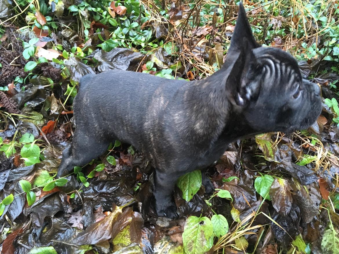 Fransk bulldog *Ingolf* billede 22