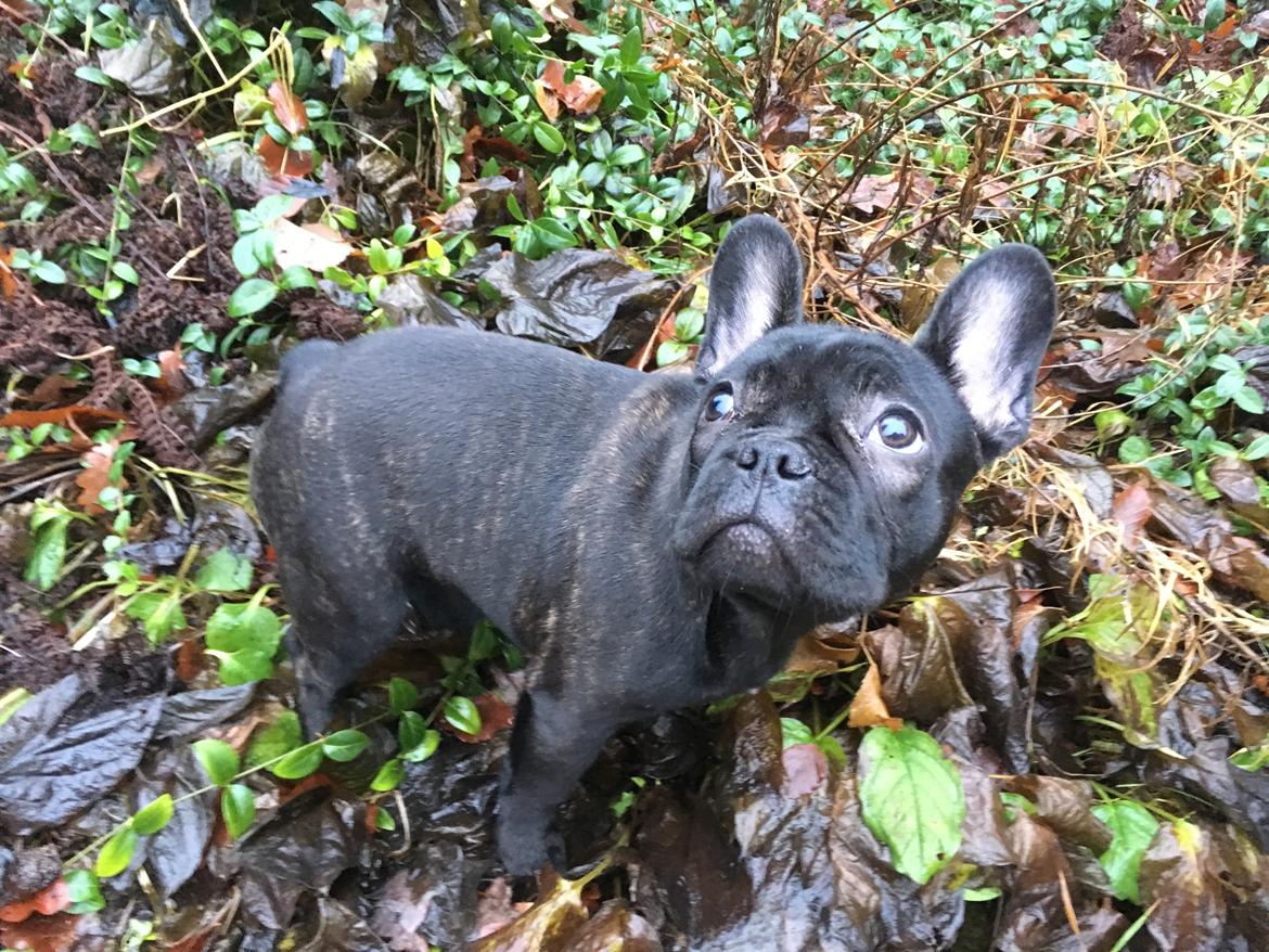 Fransk bulldog *Ingolf* billede 20