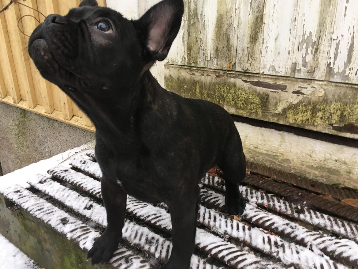 Fransk bulldog *Ingolf* billede 25