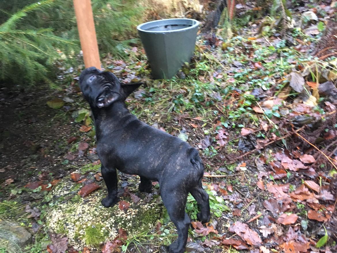 Fransk bulldog *Ingolf* billede 27