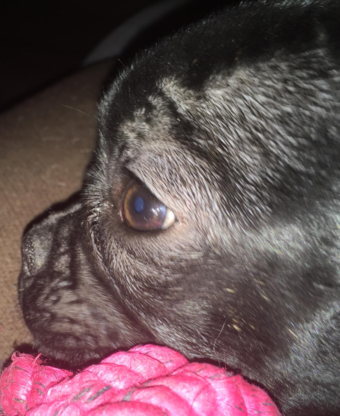 Fransk bulldog *Ingolf* billede 26