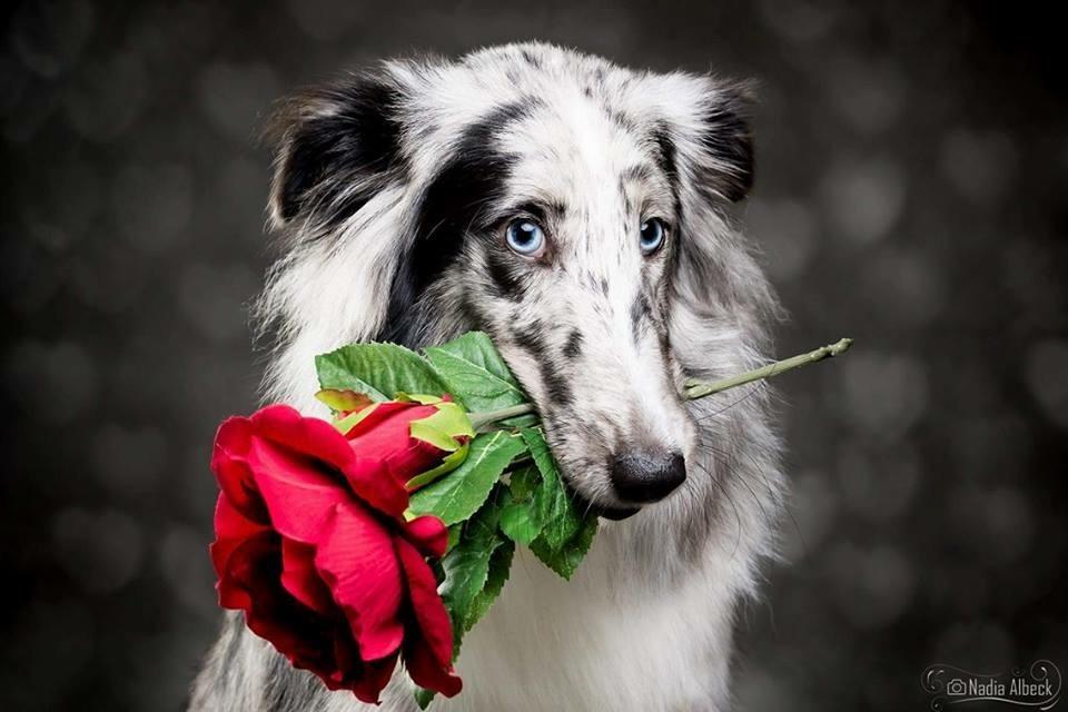 Shetland sheepdog Catalba's Tanzania/Alias Alma billede 1