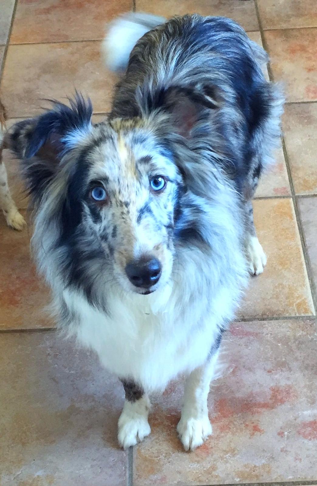 Shetland sheepdog Catalba's Tanzania/Alias Alma billede 3