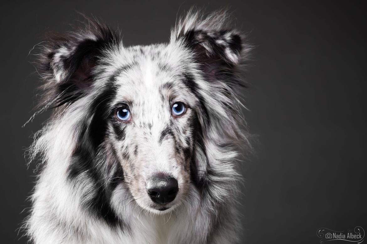 Shetland sheepdog Catalba's Tanzania/Alias Alma billede 2