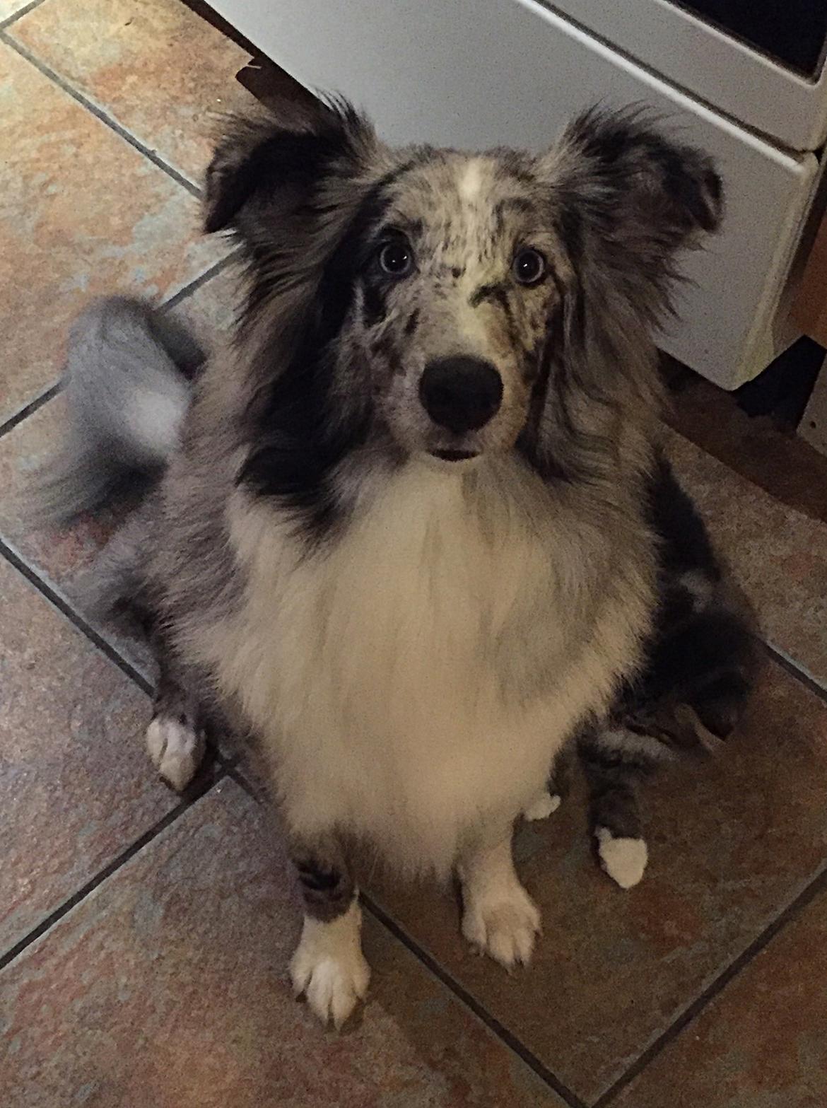 Shetland sheepdog Catalba's Tanzania/Alias Alma billede 4