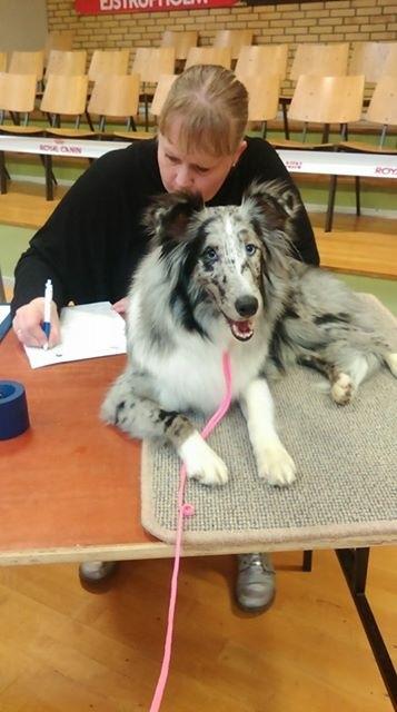 Shetland sheepdog Catalba's Tanzania/Alias Alma billede 5