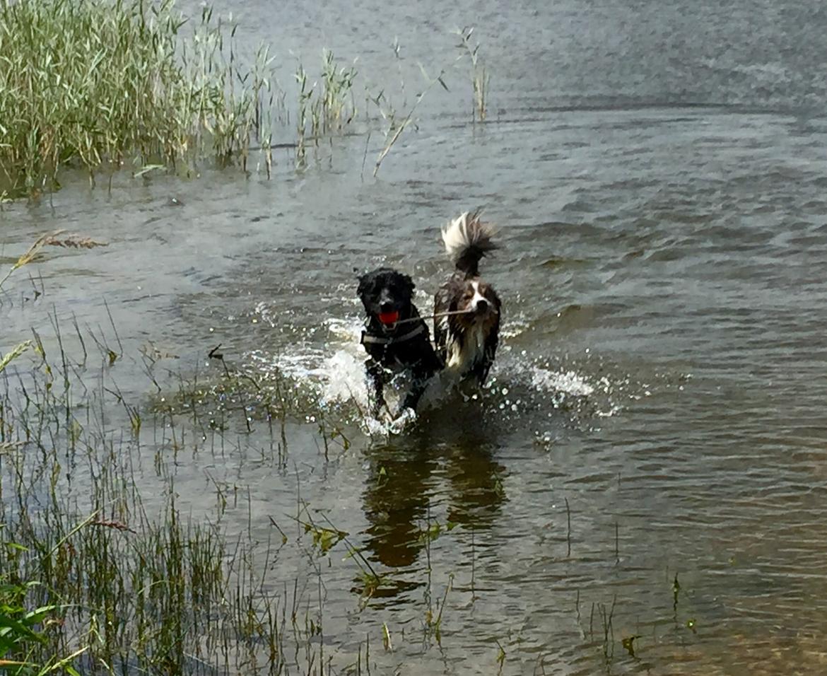 Border collie Icon billede 9