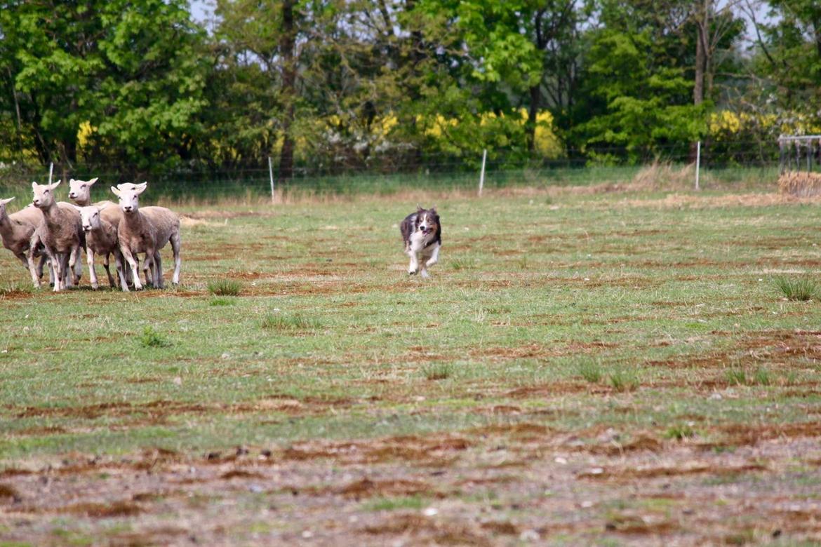 Border collie Icon billede 10