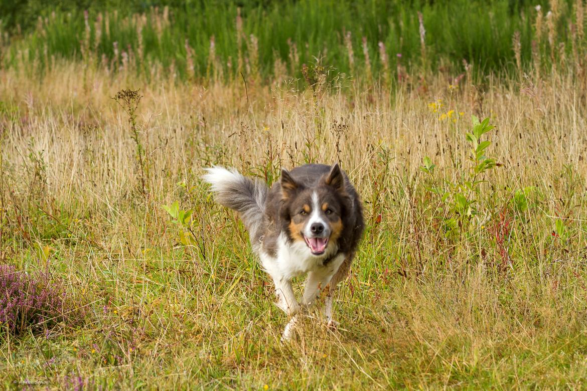 Border collie Icon billede 14