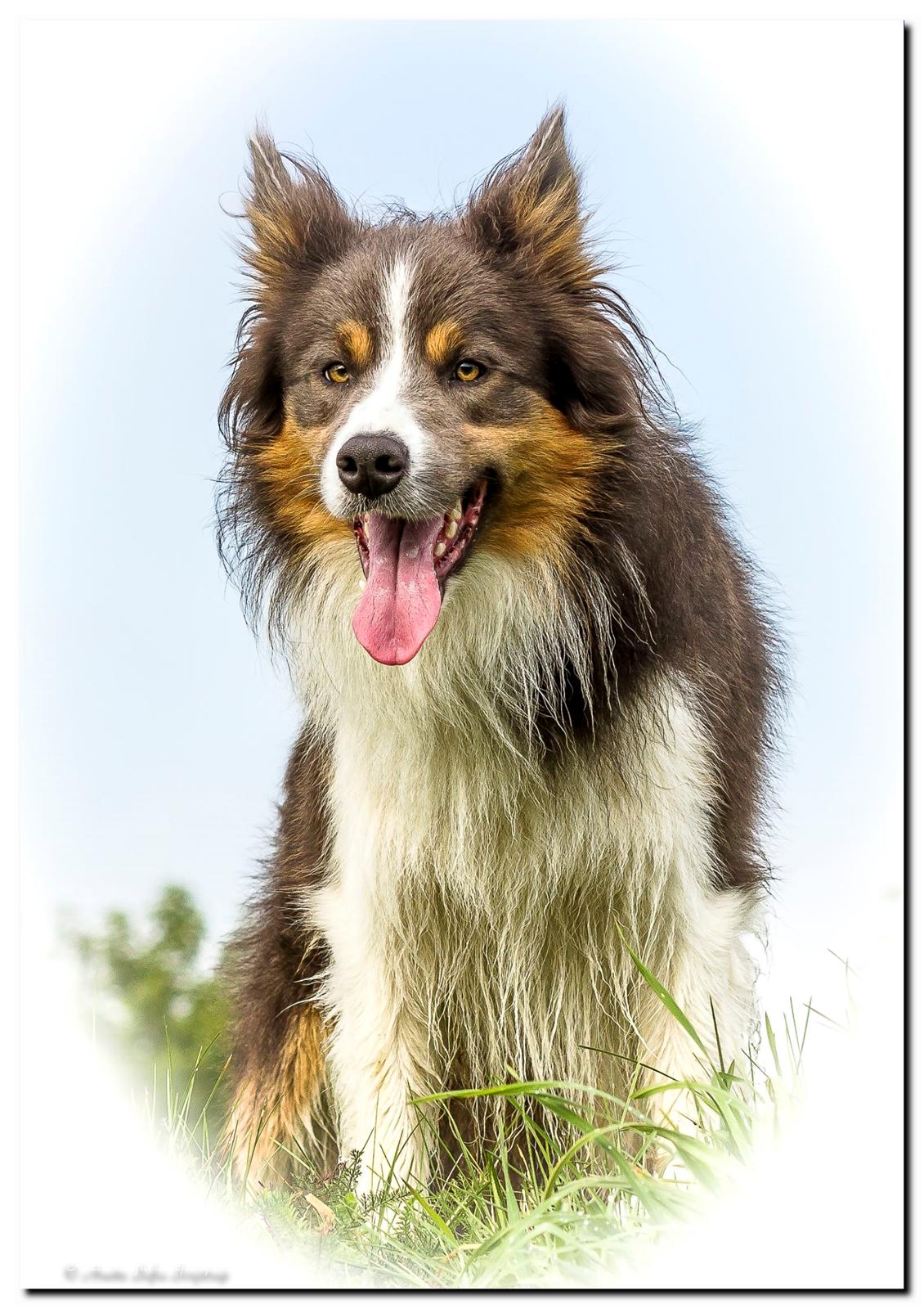 Border collie Icon billede 15