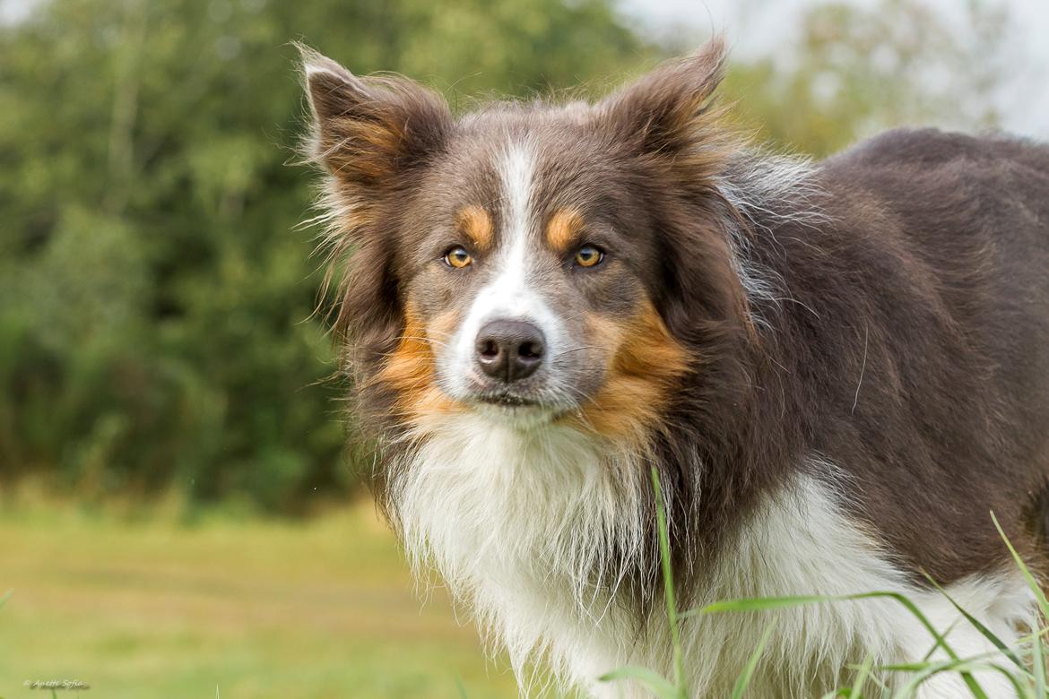 Border collie Icon billede 16