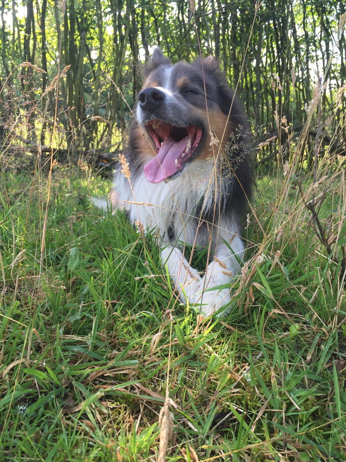 Border collie Icon billede 8