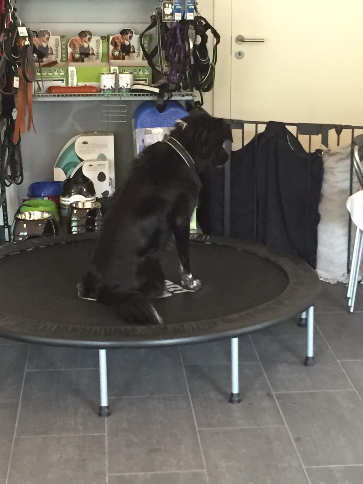 Blanding af racer Albert - død 10.12.18 billede 6