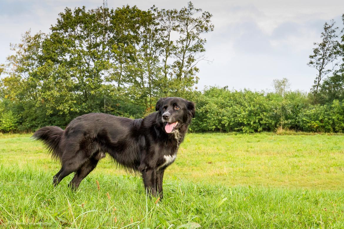 Blanding af racer Albert - død 10.12.18 billede 7
