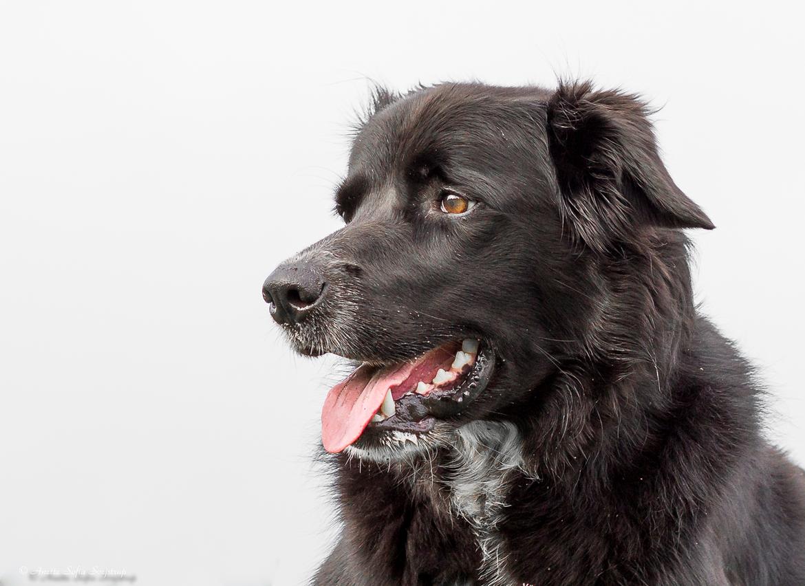 Blanding af racer Albert - død 10.12.18 billede 9