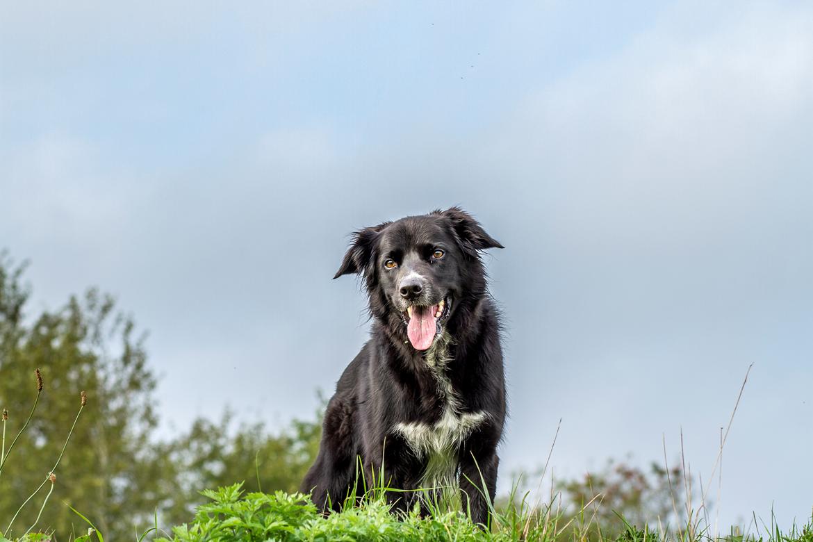 Blanding af racer Albert - død 10.12.18 billede 10