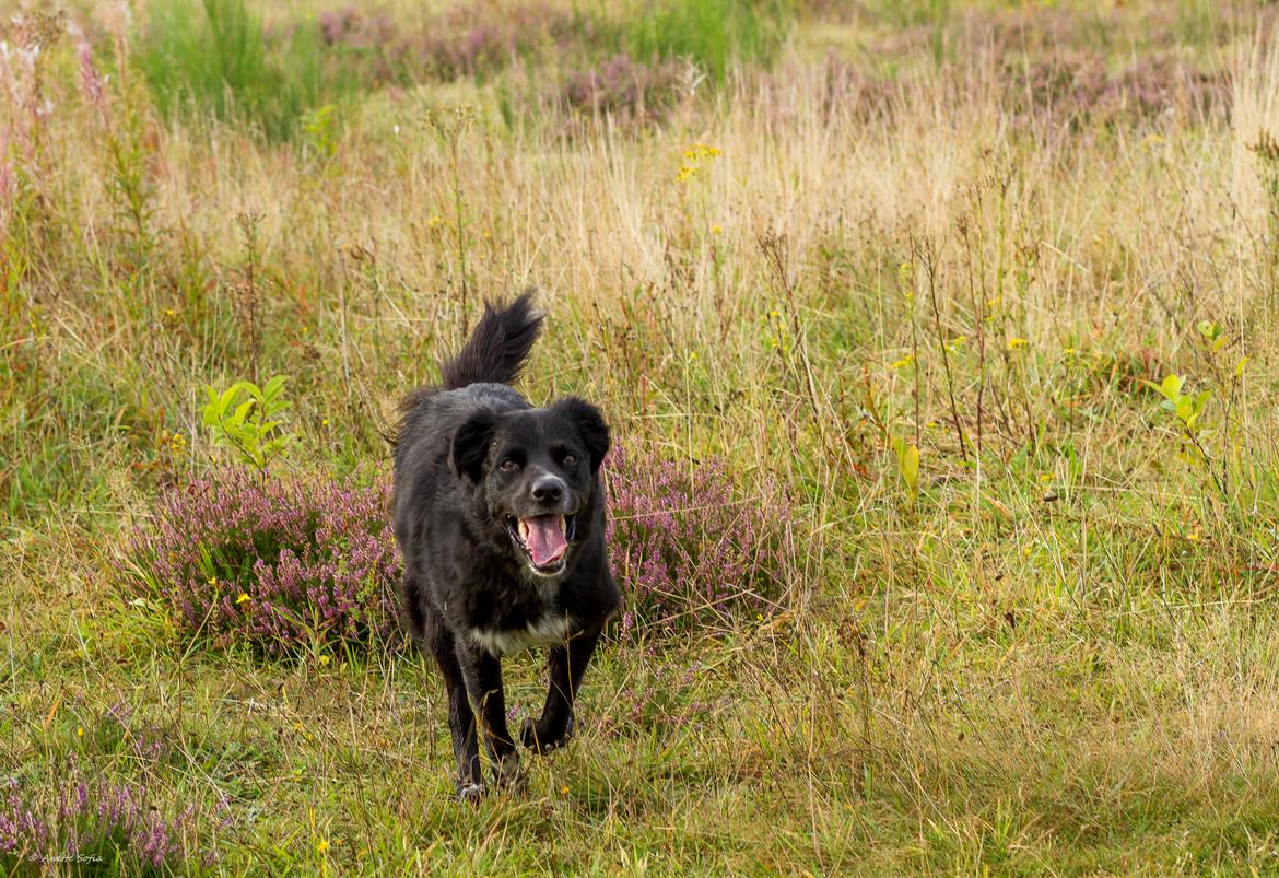 Blanding af racer Albert - død 10.12.18 billede 11