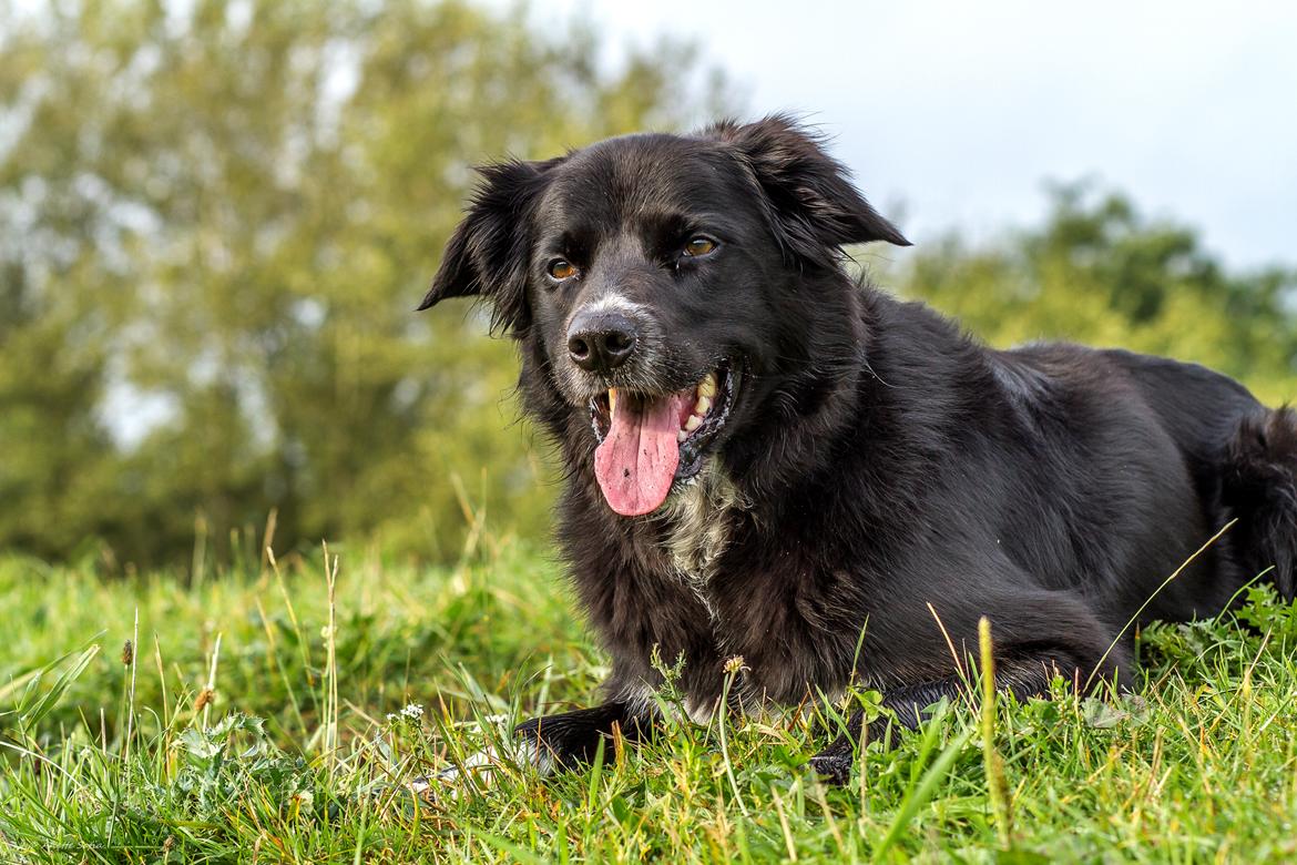 Blanding af racer Albert - død 10.12.18 billede 8