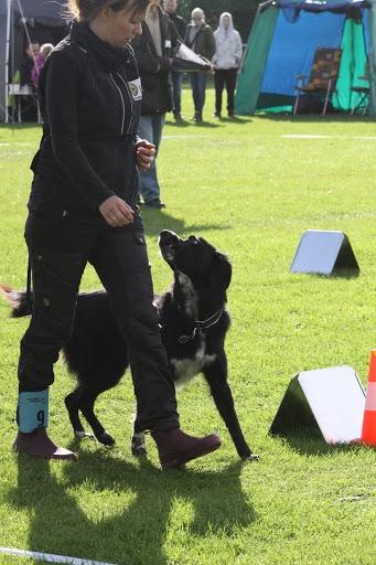 Blanding af racer Albert - død 10.12.18 billede 12