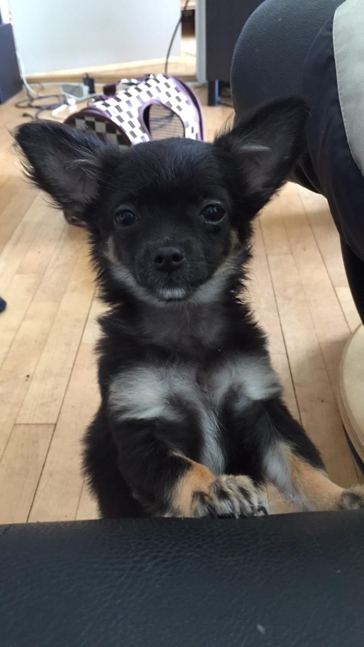 Chihuahua Peanut billede 2