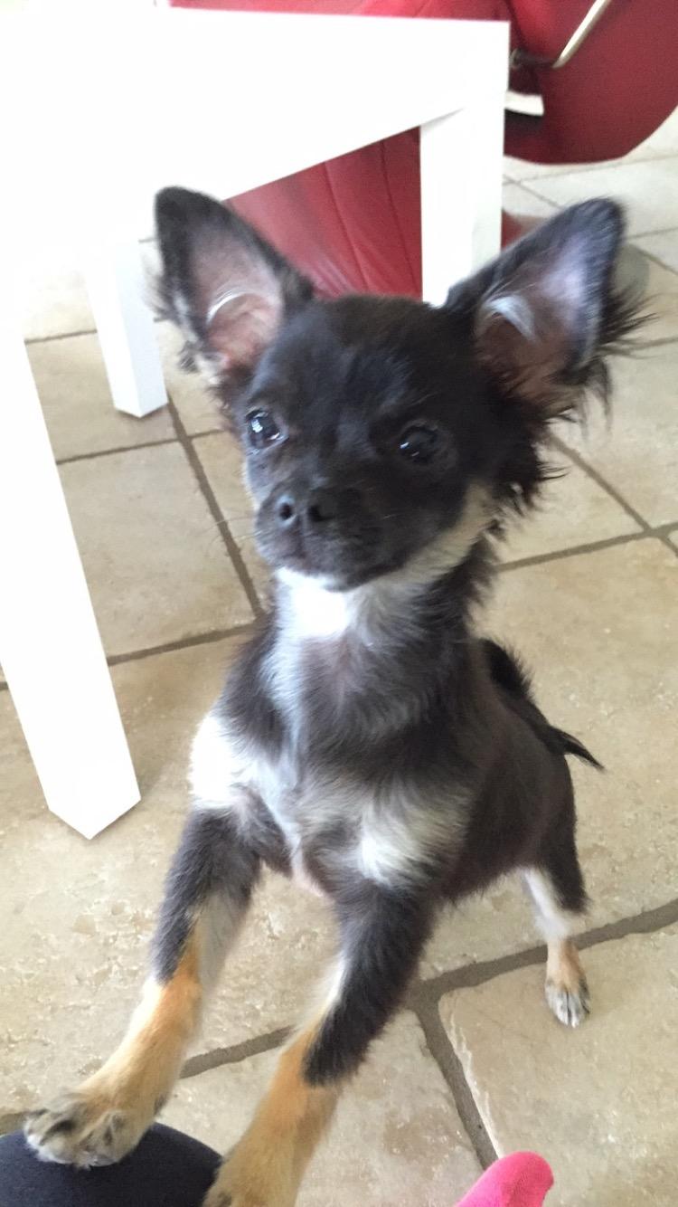 Chihuahua Peanut billede 3