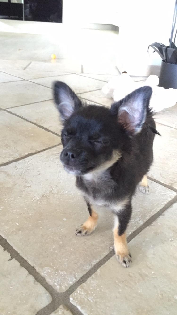 Chihuahua Peanut billede 4