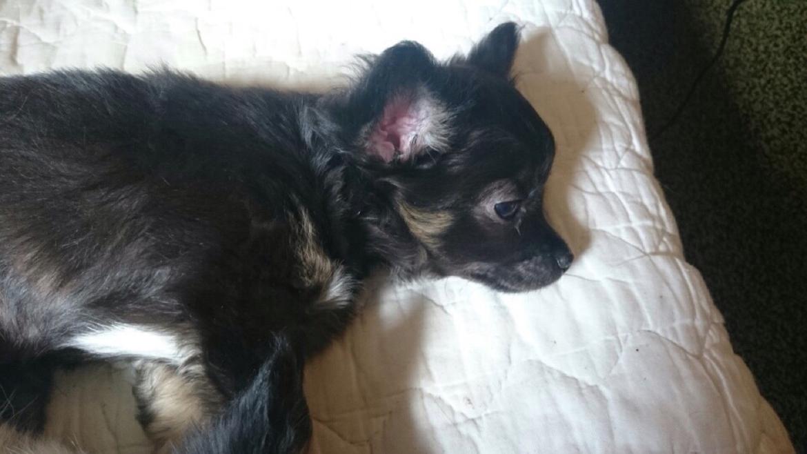 Chihuahua Peanut billede 5