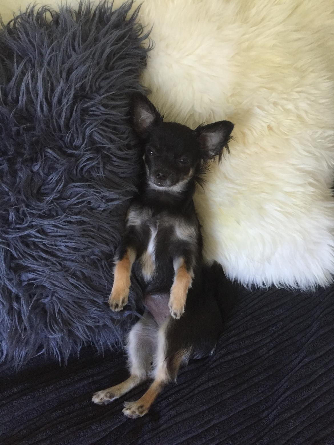 Chihuahua Peanut billede 6