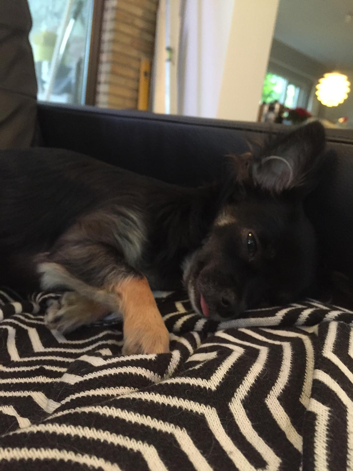 Chihuahua Peanut billede 7