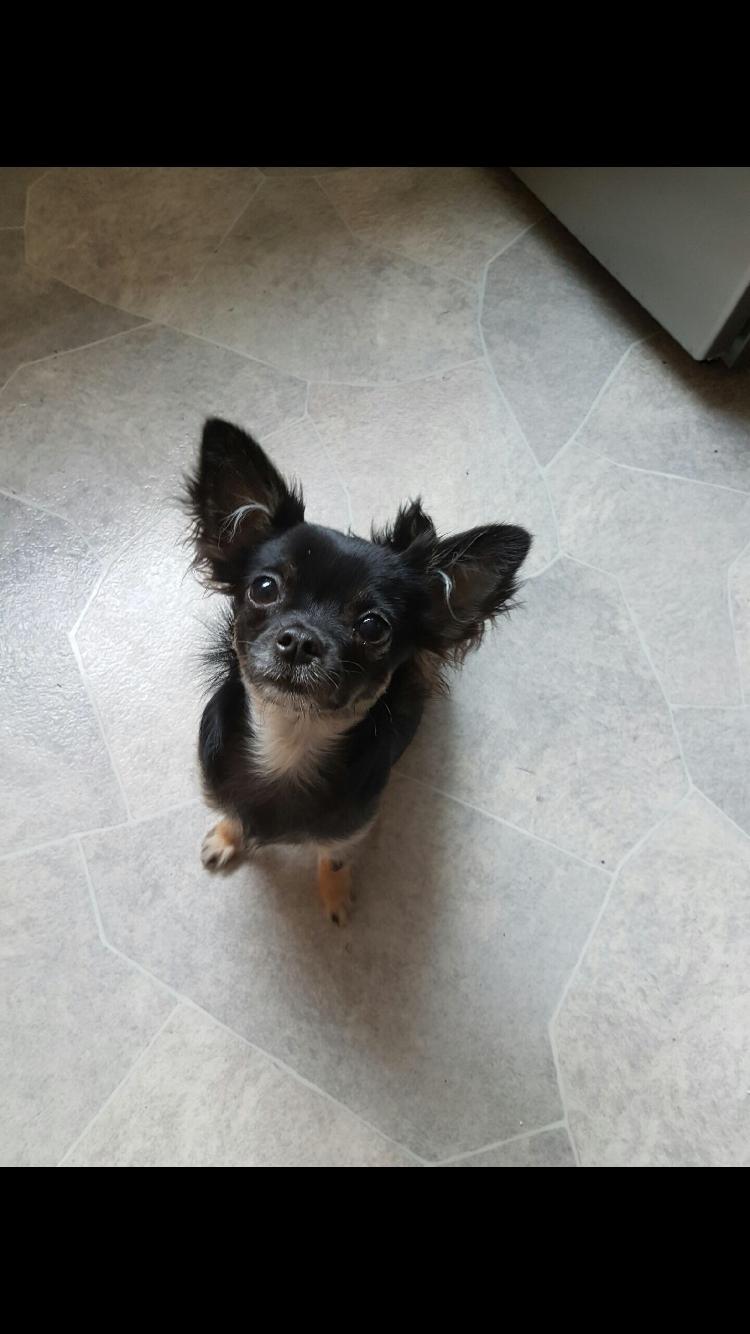 Chihuahua Peanut billede 8