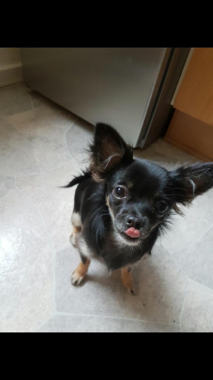 Chihuahua Peanut billede 9