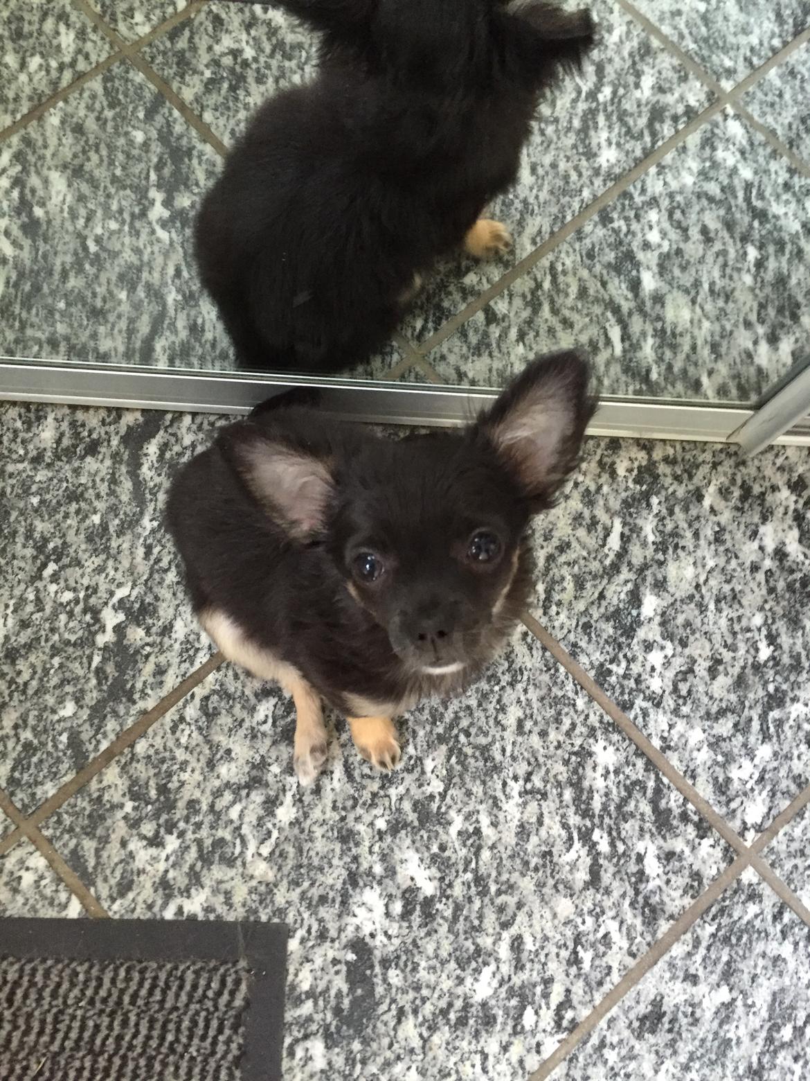 Chihuahua Peanut billede 1