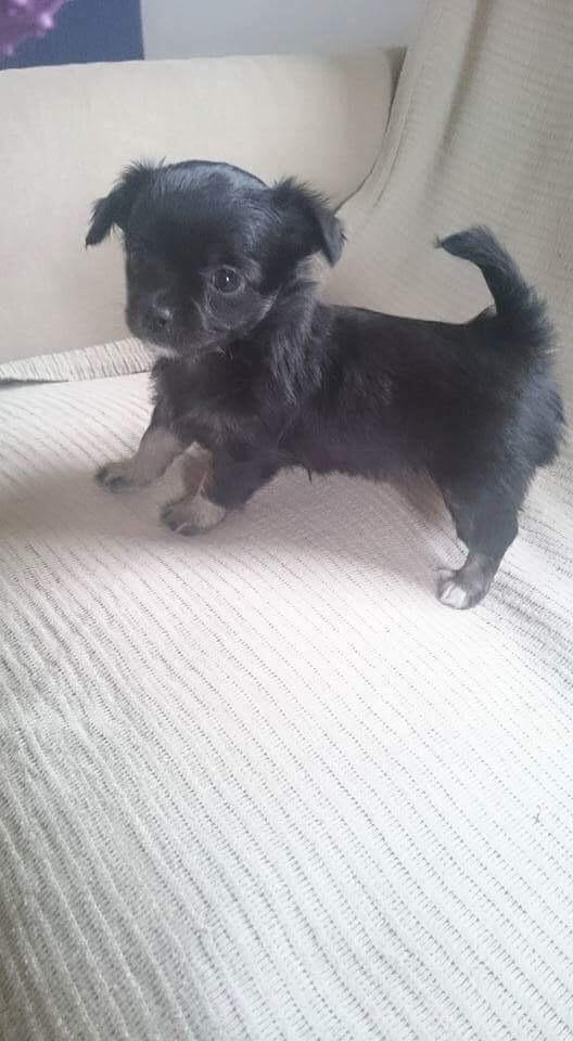 Chihuahua Peanut billede 11