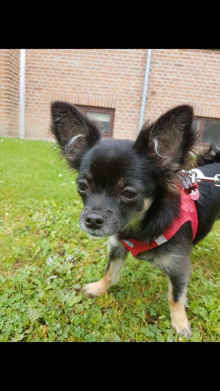 Chihuahua Peanut billede 10