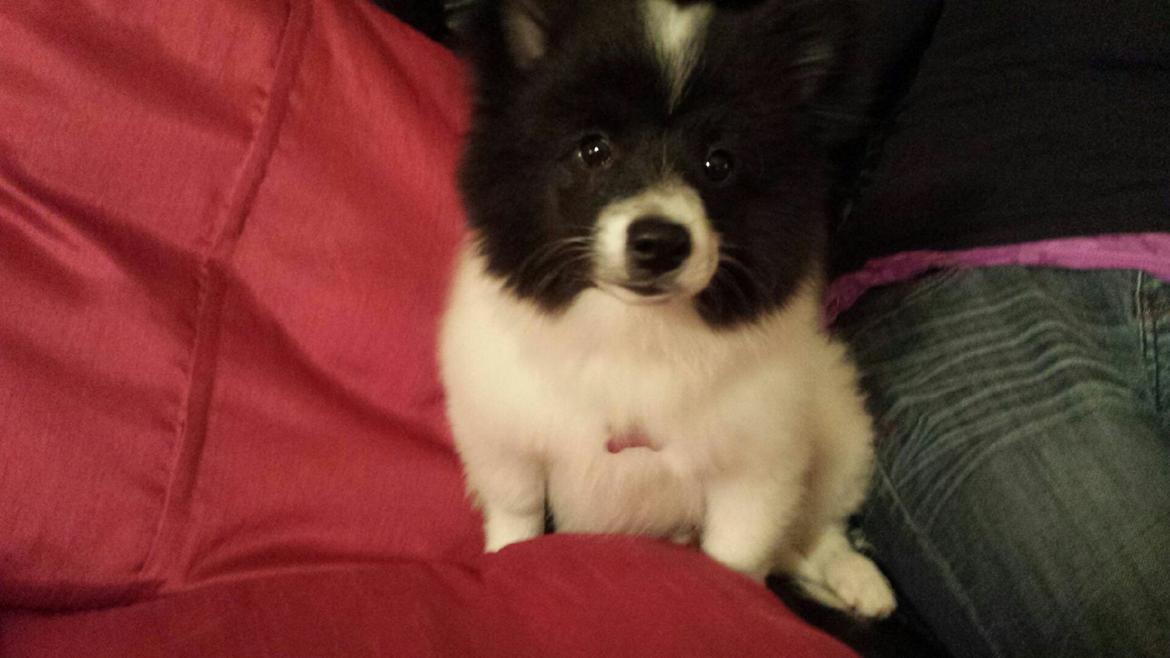 Volpino italiano Fotti  billede 22