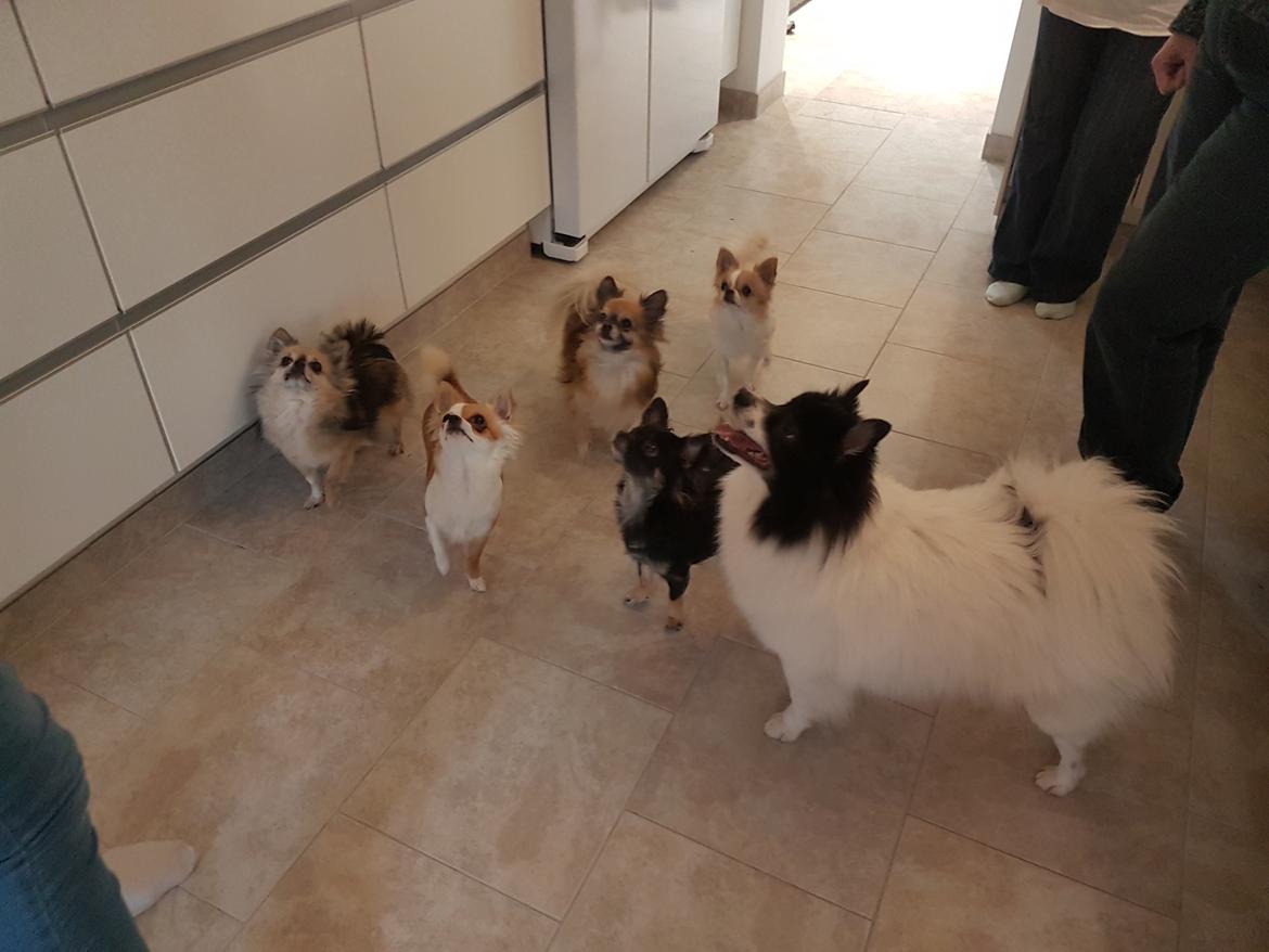 Volpino italiano Fotti  billede 23