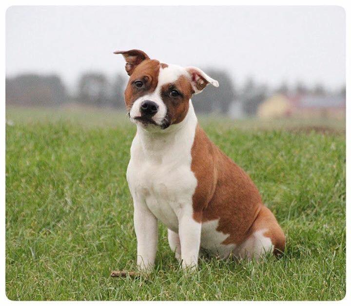 Staffordshire bull terrier * QT * billede 14