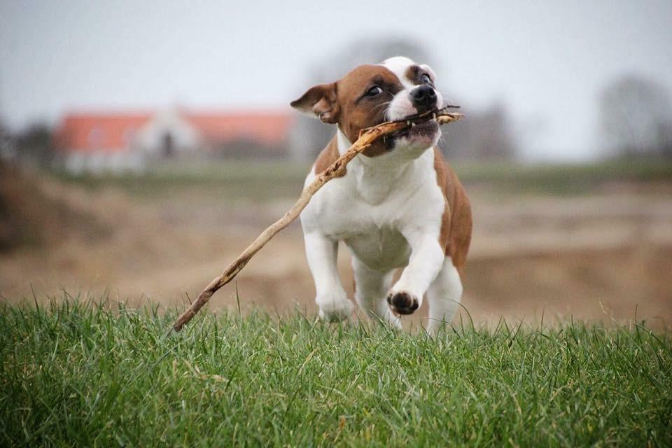 Staffordshire bull terrier * QT * billede 15