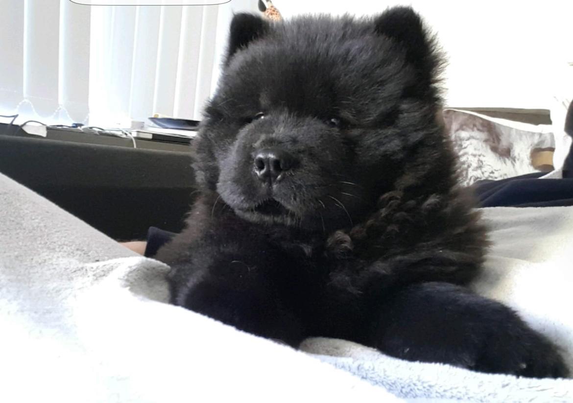 Chow chow Sumichows enzo  billede 1