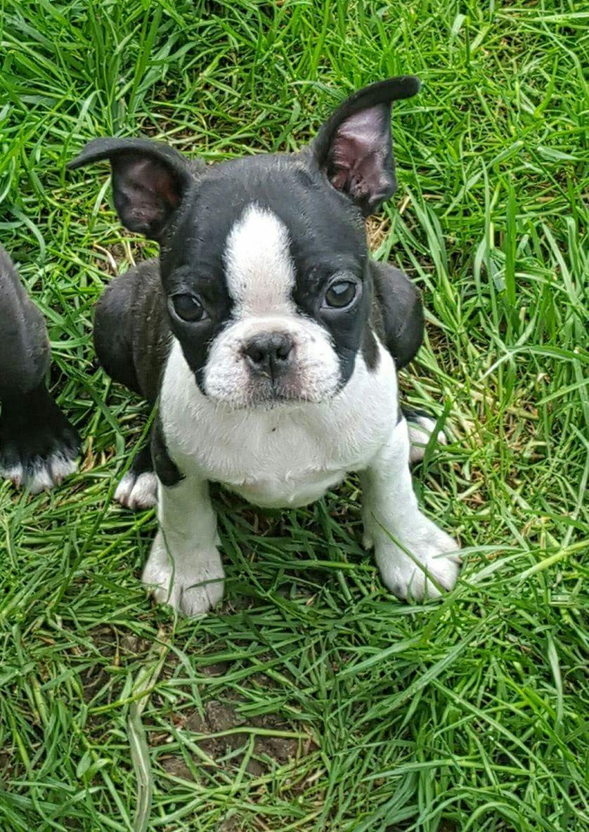 Boston terrier Bay's Romo Luna  billede 2