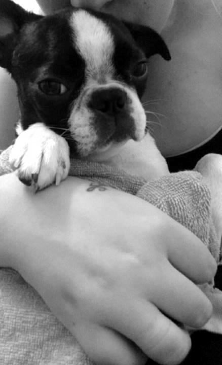 Boston terrier Bay's Romo Luna  billede 8