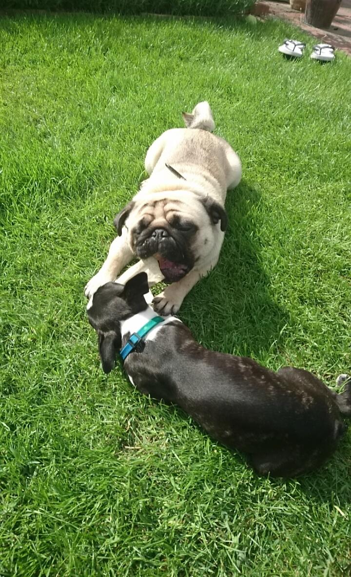 Boston terrier Bay's Romo Luna  billede 7