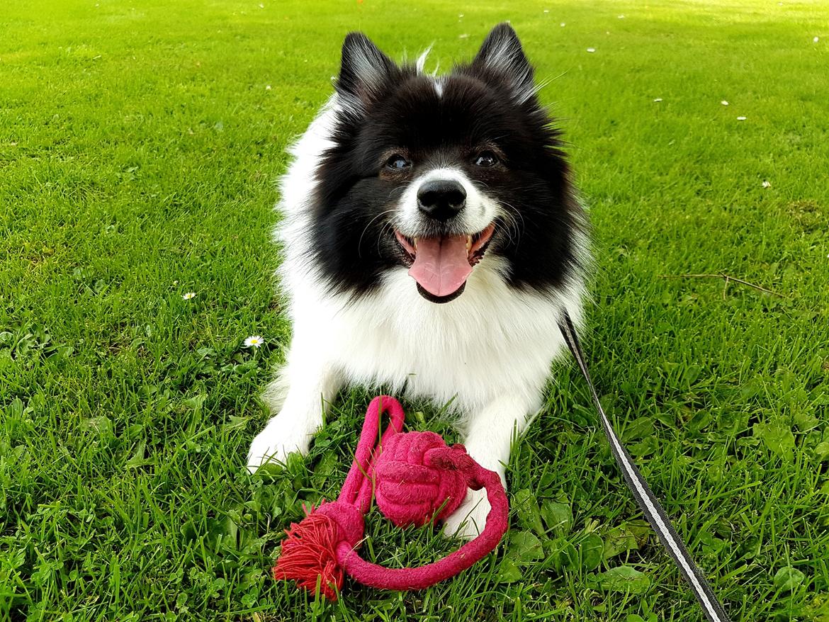 Volpino italiano Fotti  billede 20