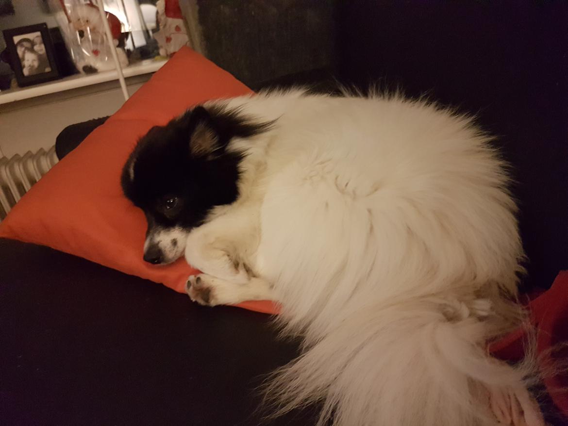 Volpino italiano Fotti  billede 24