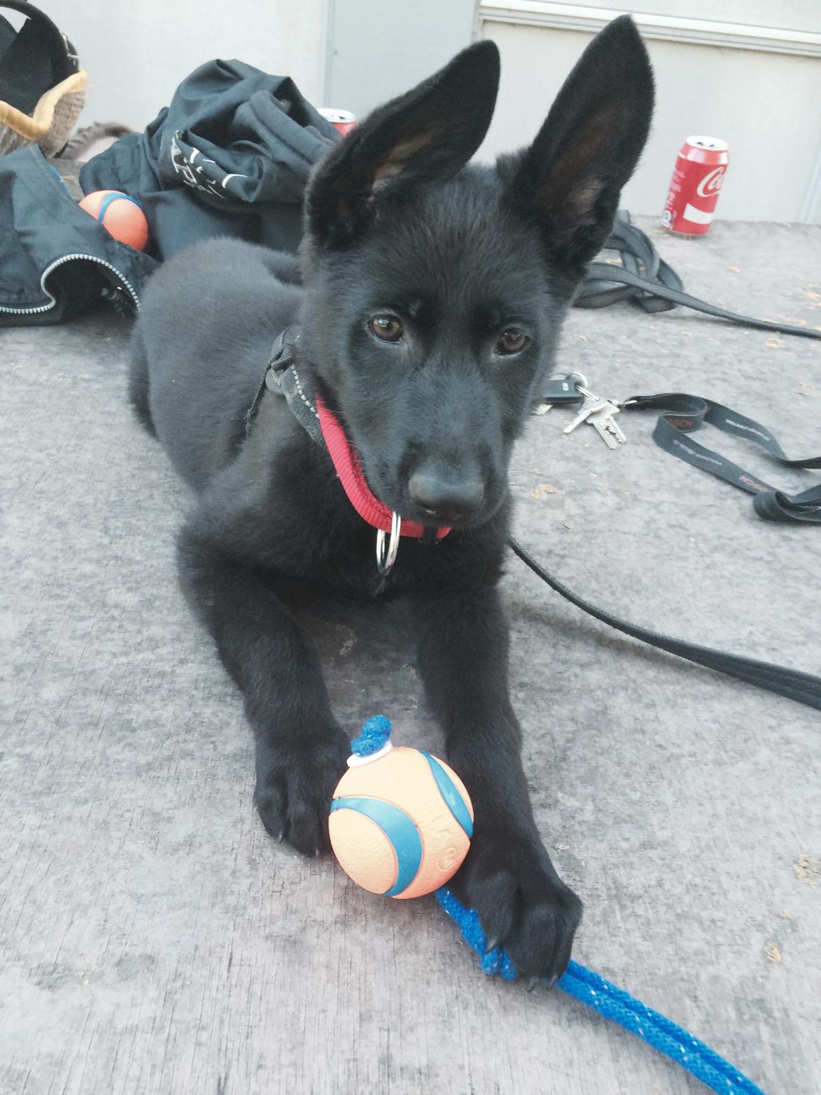 Schæferhund Bølle Bob  billede 1