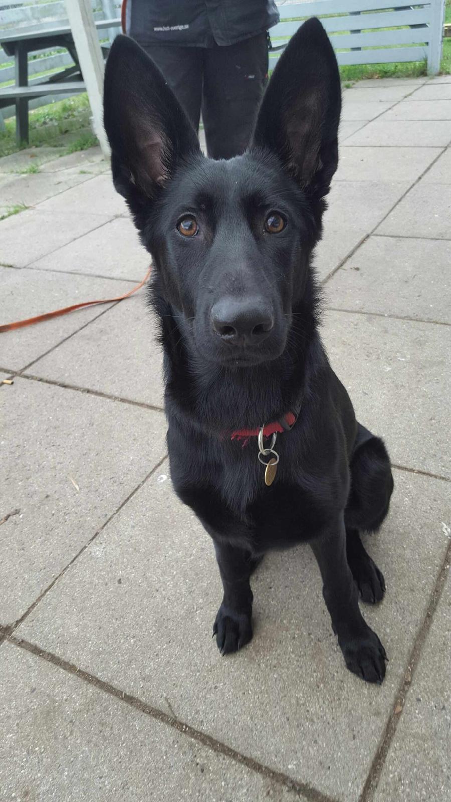 Schæferhund Bølle Bob  billede 2