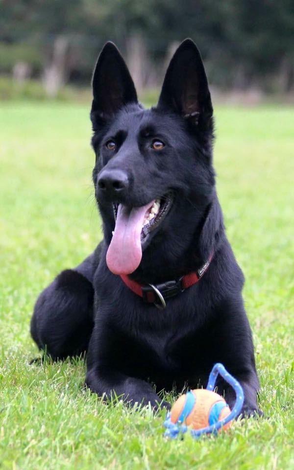 Schæferhund Bølle Bob  billede 4