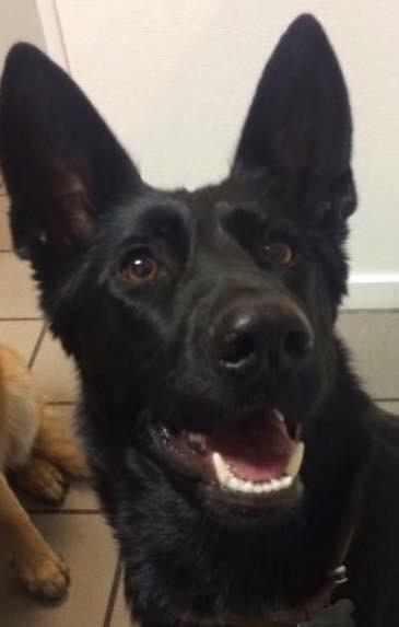 Schæferhund Bølle Bob  billede 5